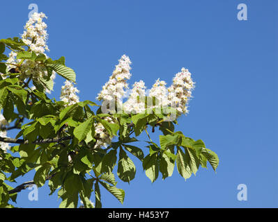 Gemeinsamen Pferd Kastanie, Aesculus, Hippocastanum, Zweig, Blüte, Himmel, Frühling, Pflanzen, Seife Baum Pflanzen, Bäumen, Laub-Wald, Laubbäume, Kastanienbaum, Blüten, Blütenstände, Zweige, Blätter, fummelte, sommergrün, Detail, niemand, Natur, Jahreszeit, Stockfoto