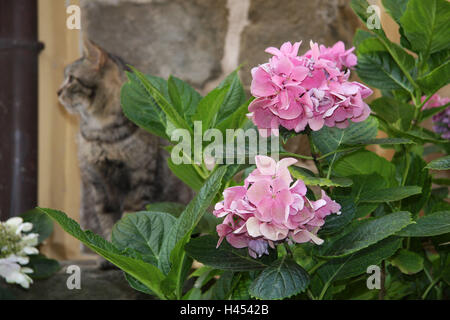 Haus Mauer, Katze, Sit, Blume, Hortensie, Blüten, rosa, Detail, Haus, Mauer, Garten, Tier, Haustier, Säugetier, Pflanzen, Zierpflanze, Kulturpflanze, Blüte, Blätter, im Außenbereich, Stockfoto