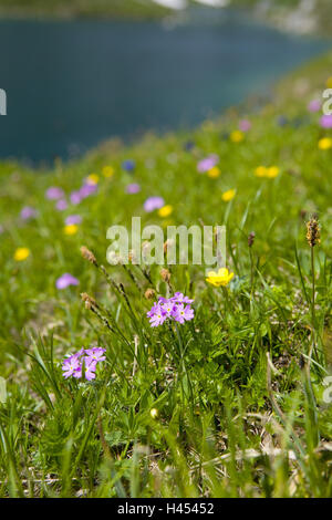 Schweiz, Bündner, Prättigau, Kreuzgang, St. Antönien, Mehl Primel, Primula Farinosa, Stockfoto