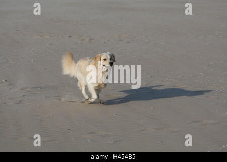 Golden Retriever, Strand, laufen, Stockfoto