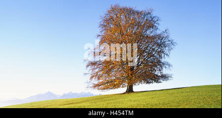 Copper Beech, Fagus Sylvatica, Herbst, blattlosen, Deutschland, Allgäu, Berge, Landschaft, Baum, Solitär-Baum, Saison, breitblättrigen Baum, Buch, Natur, Stimmung, Tageszeit, des Königs Winkel, sonnig, im Herbst Laub, Herbsttage, Stockfoto