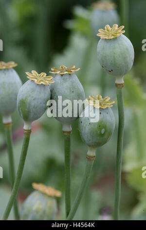 Schlafmohn Samen, Sprungseile, Stockfoto