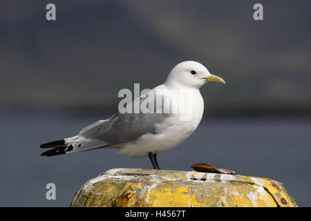 Gemeinsamen Möwe Stockfoto