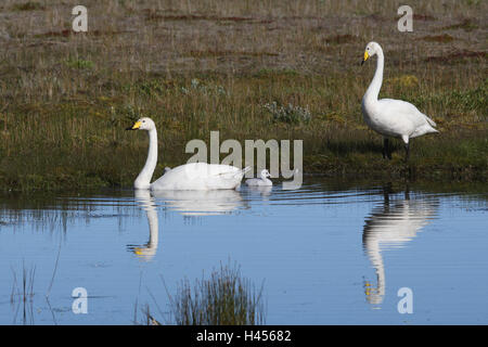 Singschwäne, junge Tiere, Wasser, Stockfoto