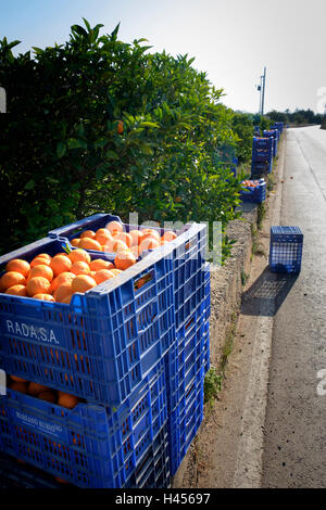 Kunststoff-Kisten geernteten Orangen am Rande des Orangenhain erwartet Sammlung Stockfoto