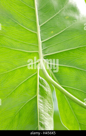 Detailansicht eines Blattes, Moraceae, Nahaufnahme, Stockfoto