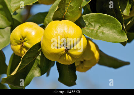 Quitte Baum, Cydonia Oblonga, Zweig, Früchte, Stockfoto