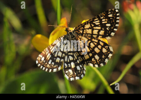 Verdecken, Heide, Chiasmia Clathrata, Blume, gelb, Stockfoto