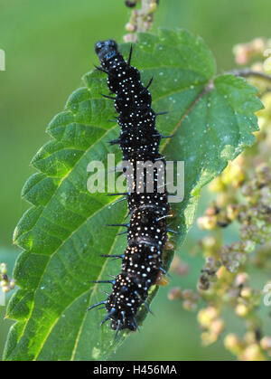 Caterpillar, Tagpfauenauge, Brennnessel, Stockfoto