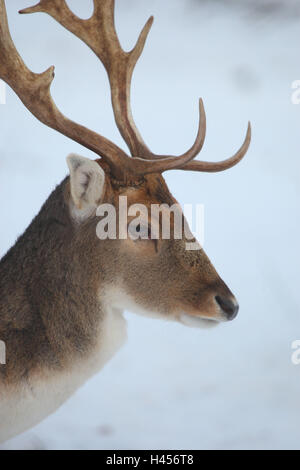 Dama Dama, Damhirsch, Winter, Stockfoto