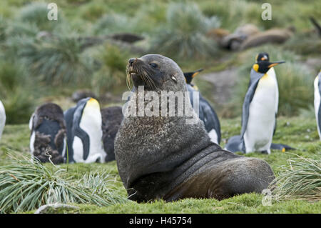 Südgeorgien, Grytviken, Meer Elefant, Mirounga Leonina, Königs Pinguine, Aptenodytes Patagonicus, Stockfoto