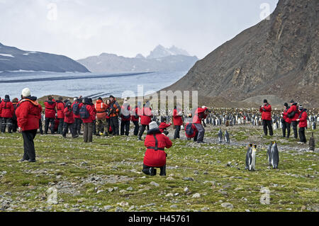 Süd-Georgien, Fortuna-Bay, König, Pinguine, Aptenodytes Patagonicus, Landschaft, Touristen, Stockfoto