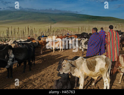 Afrika, Tansania, Ngorongoro Hochland, Massai, Herde Vieh, Stockfoto