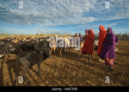 Afrika, Tansania, Ngorongoro Hochland, Massai, Herde Vieh, Stockfoto