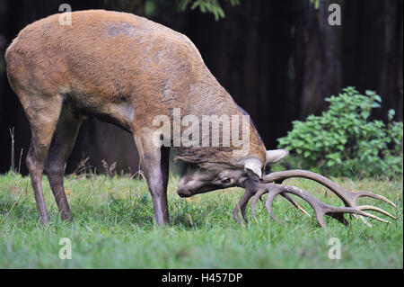 Rothirsch, Cervus Elaphus, Stockfoto