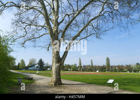 Deutschland, Baden-Wurttemberg, Köngen, Museenviertel, Baum, Glatze, Neckar Ode Holz Limetten, Museum Gebiet, Bereich, Ahornbaum, Laublos, Weg, Sättel, Spaziergang, Stockfoto