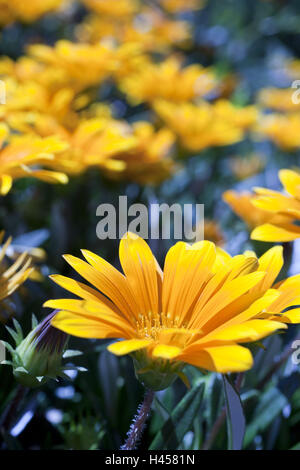 Mittag gold Blumen, Blüten, detail, Gazanien, Gazanien, Mittag Gold, Mittag gold Blumen, solar Taler, Blumen, Pflanzen, Flora, Botanik, Blüten, gelb, Natur, mittlere Nahaufnahme Stockfoto