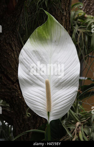 Blatt zu kennzeichnen, Spathiphyllum Floribundum, Blüte, Blume, Arum, Pflanze, weiß, Einblatt, tropische, exotische, ornamentale Pflanze, Blume-Flaschen, Stockfoto