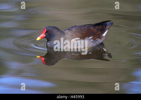 Teich Rallidae, Gallinula Chlor Opus, Wasser, Schwimmen, Vogel, Deutschland, Teich, See, Wasser, wildes Tier, Tier, Teich Huhn, Rallidae Vögel, Spiegelung, Wasseroberfläche, Stockfoto