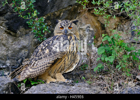 Eurasische Adler-Eule / Europaeischer Uhu (Bubo Bubo) thront auf einem Felsen in einem alten Steinbruch, Ganzkörper, Länge, Seitenansicht, Tier-und Pflanzenwelt. Stockfoto