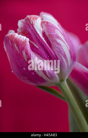 Papagei Tulpe, Blüte, rosa-weiß, Tautropfen, Tulpe, Tulpia, Flora, Pflanze, Blume, Schnittblume, Natur, Lilie Pflanzen, Liliaceae, Tropfen, Seil, Tropfen Wasser, Konzeption, frische, Sauberkeit, mittlere Nahaufnahme, Hintergrund, rosafarbenen, Stockfoto