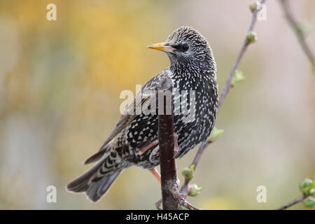 Zweig, Starling, Sturnus Vulgaris, Stockfoto