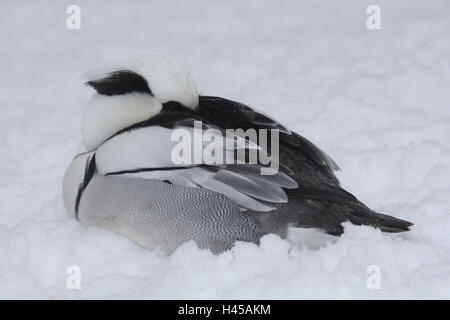 Zwergsäger, Mergellus Albellus, Winter, Schnee, Stockfoto