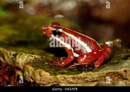Amphibien, Tiere, Frosch, Phantasmal vergiften Frosch, Epipedobates Tricolor, Regenwald, Ecuador, Steig Frosch, Frosch Amphibien, Amphibien, rot, weiß, Seitenansicht, bedroht, Artenschutz, Tierschutz, giftig, Dart-Poison Stockfoto