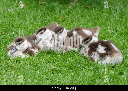 Nil-Gänse, Alopochen Aegyptiacus, Jungtiere, Wiese, Stockfoto