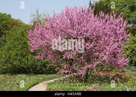 Judasbaum, CER C scharfen Siliquastrum, Tulpen, Tulipa, Wiese, Stockfoto