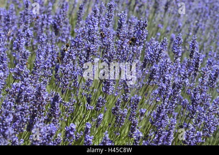 Echter Lavendel, Lavandula Angustifolia, blüht, Hummeln, Stockfoto