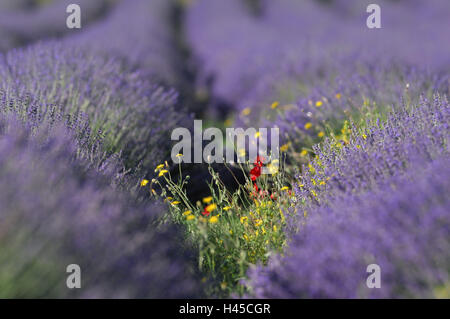 Lavendel Feld, Frankreich, Provence, Sault, Stockfoto