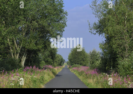 Feldweg, geteert, Bäume, Blumen, schmalen grünen kleinen Weide rose, Epilobium Angustifolium, Stockfoto