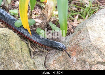 Rotbauch schwarze Schlange, Giftschlange einheimische Arten in Australien. Stockfoto