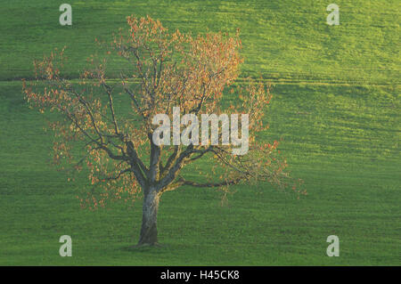 Wiese, Kirsche Baum, unmarkierte, Herbst, Stockfoto