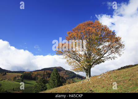 Deutschland, Schwarzwald, Hill, Wiese, Copper Beech, Fagus Sylvatica, Herbst, Stockfoto