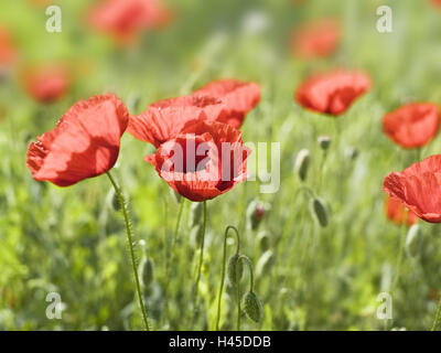 Clap Mohn, Papaver Rhoeas, Feld, Mohn, Feuer-Mohn-Samen, Feld Mohn-Samen, Sommer, Wiese, Natur, Blüten, Mohn-Feld, Blütenblätter, Pflanze, rot, grün, Blumen, Mohn, Unschärfe, Stockfoto