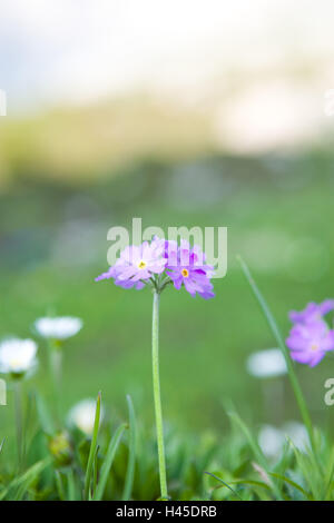 Mehl-Primel, Primula Farinosa, Nahaufnahme, Stockfoto