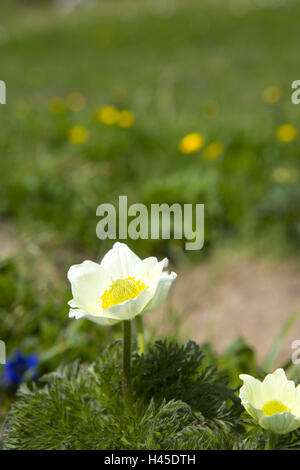 Schweiz, Bündner, Prättigau, Kreuzgang, St. Antönien, Berg Anemonen, Stockfoto