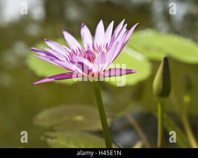 Seerose, Nymphaea Colorata, Blüte, Unschärfe, Blätter, Seerose, Zierpflanze, Natur, Pflanze, Blume, Wasserpflanze, Blütenblätter, Magenta, violett gefärbt, Stockfoto