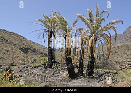 Spanien, Kanarische Inseln, Insel Korn Canaria reisen Bereich Tasarte-Mogan, Palmen, burntly, Stockfoto