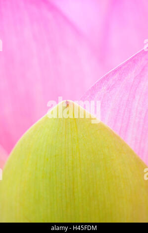 Indischer Lotus Nelumbo Nucifera, Nahaufnahme, Stockfoto