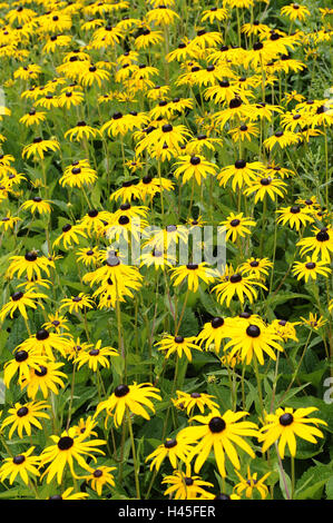 Blumen, solar Hut, Blüten, gelb, Natur, Vegetation, Pflanzen
