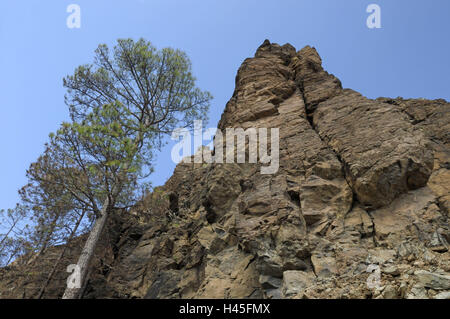 Spanien, Kanarische Inseln, Insel Korn Canaria, Cumbre Berge, Felsen, kanarische Kiefern, Pinus Canariensis, Stockfoto