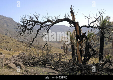 Spanien, Kanarische Inseln, Insel Korn Canaria reisen Bereich Tasarte-Mogan, Johannisbrotbaum, Palmen, burntly, Stockfoto