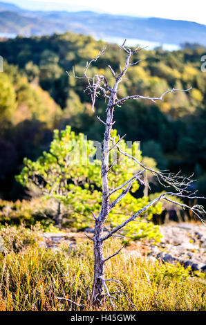 Zweig mit Moos in Waldlandschaft gewachsen Stockfoto