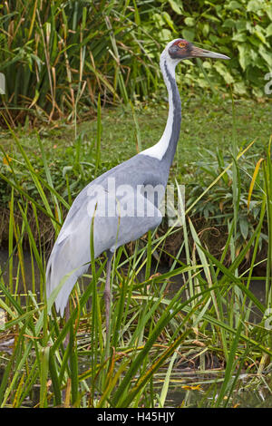 White-Himalaja-Kran (Antigone Vipio) Stockfoto