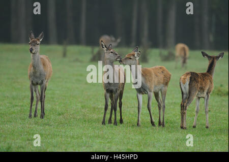 Roter Hirsch, Cervus Elaphus, Herde, frontal, stehen, Wiese, Rand im Wald, Blick in die Kamera Stockfoto