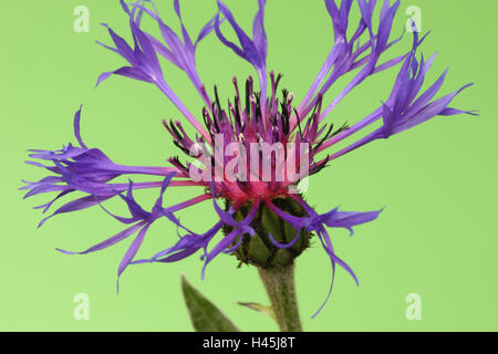 Ausdauernde Kornblume, Centaurea Montana, Stockfoto