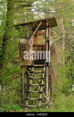 Ansitz, Wald, überwachsen, Österreich, Stockfoto